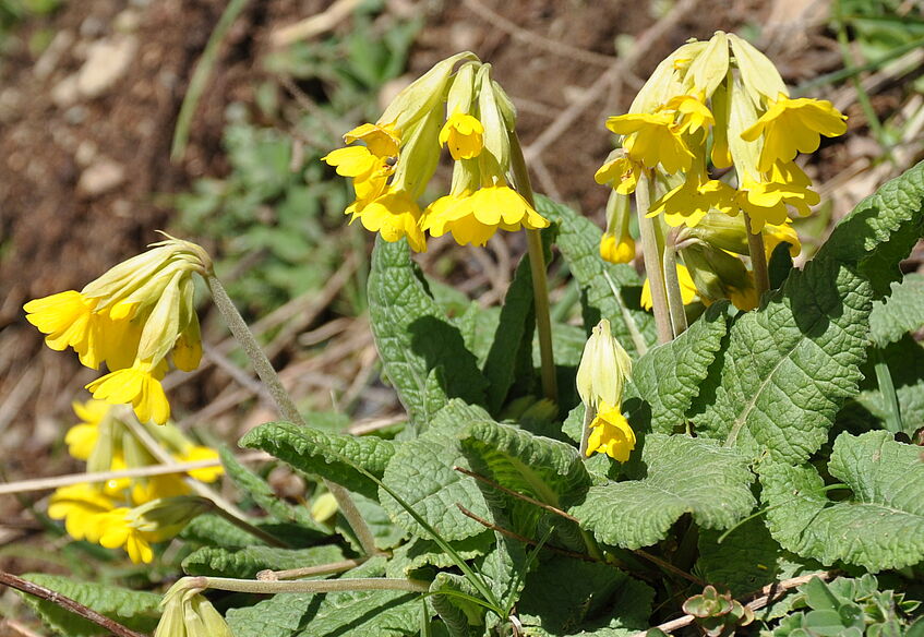 Primula veris subsp. columnae