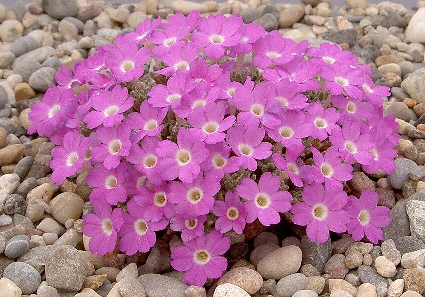 Dionysia bazoftica