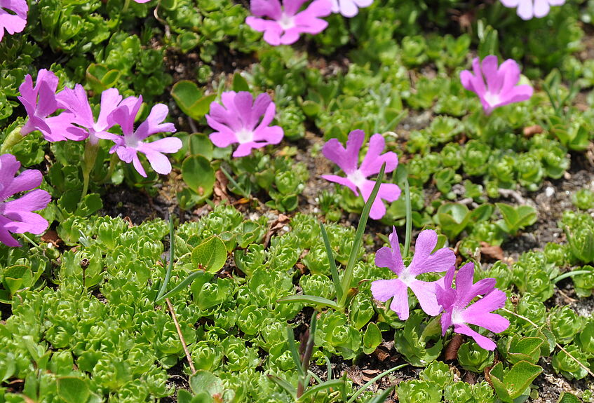 Primula minima